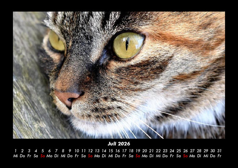 Für Katzenfreunde Fotokalender 2026 - 7