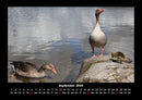 Enten Fotokalender 2026 - 9