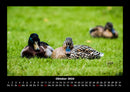 Enten Fotokalender 2026 - 10