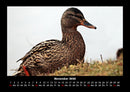 Enten Fotokalender 2026 - 11