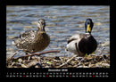 Enten Fotokalender 2026 - 12