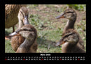 Enten Fotokalender 2026 - 3