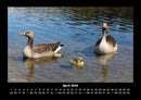 Enten Fotokalender 2026 - 4