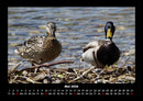 Enten Fotokalender 2026 - 5