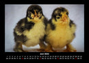 Enten Fotokalender 2026 - 6