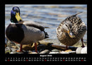 Enten Fotokalender 2026 - 8