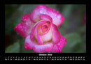 Rosentraum Fotokalender 2026 - 10