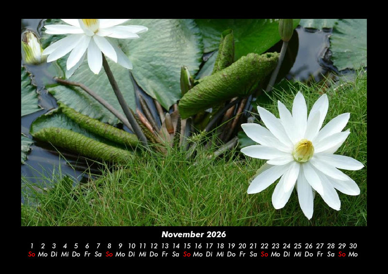 Rosentraum Fotokalender 2026 - 11