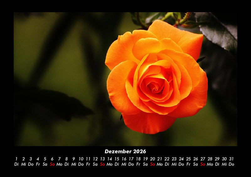 Rosentraum Fotokalender 2026 - 12