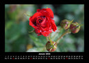 Rosentraum Fotokalender 2026 - 1