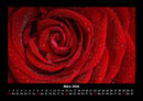 Rosentraum Fotokalender 2026 - 3
