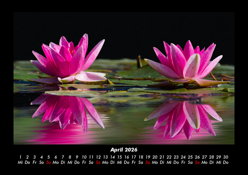 Rosentraum Fotokalender 2026 - 4