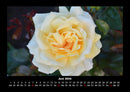 Rosentraum Fotokalender 2026 - 6