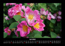 Rosentraum Fotokalender 2026 - 7