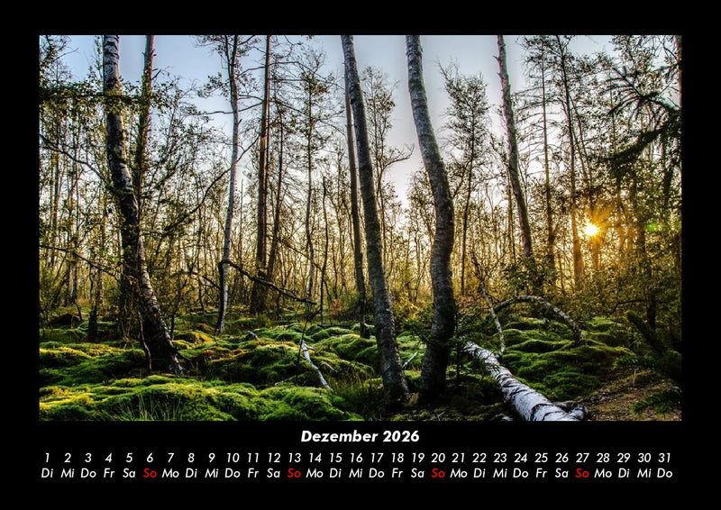 Bäume Fotokalender 2026 - 12