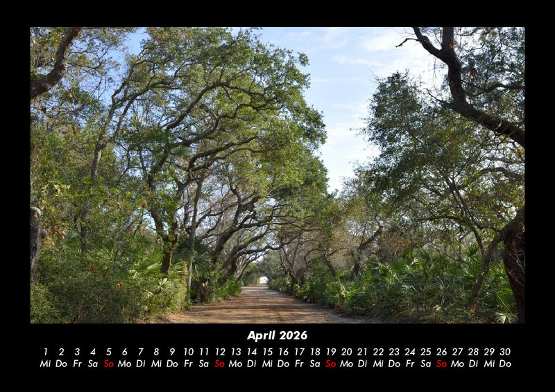 Bäume Fotokalender 2026 - 4