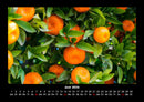 Obstkalender Fotokalender 2026 - 6