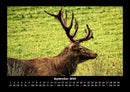 Tiere in der Wildnis Fotokalender 2026 - 9