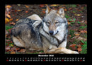 Tiere in der Wildnis Fotokalender 2026 - 11