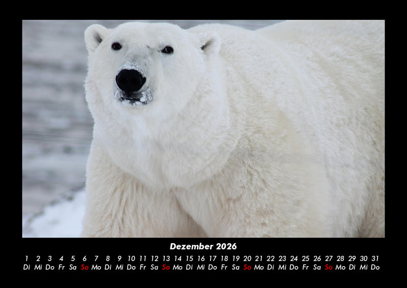 Tiere in der Wildnis Fotokalender 2026 - 12