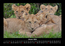 Tiere in der Wildnis Fotokalender 2026 - 1