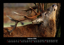 Tiere in der Wildnis Fotokalender 2026 - 2