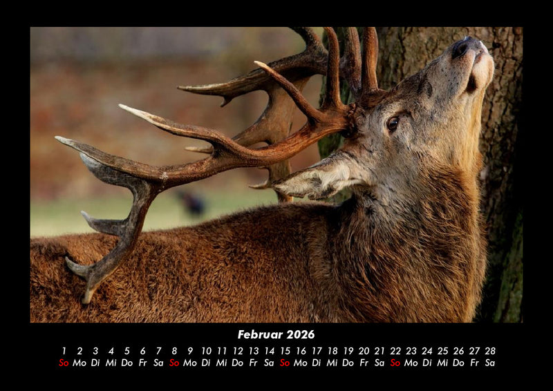 Tiere in der Wildnis Fotokalender 2026 - 2