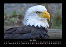 Tiere in der Wildnis Fotokalender 2026 - 5