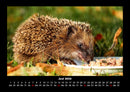 Tiere in der Wildnis Fotokalender 2026 - 6