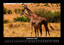 Giraffen Fotokalender 2026 - 9