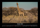 Giraffen Fotokalender 2026 - 10