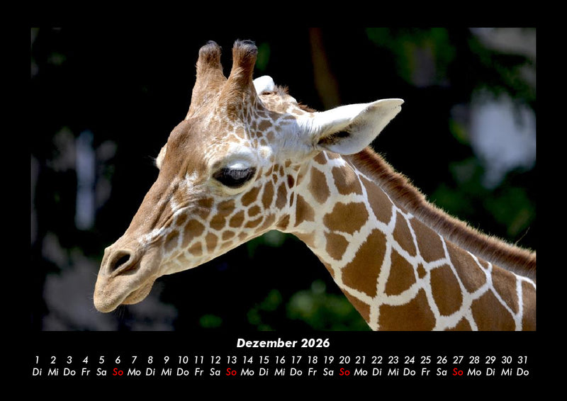 Giraffen Fotokalender 2026 - 12