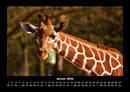Giraffen Fotokalender 2026 - 1