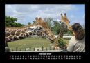 Giraffen Fotokalender 2026 - 2