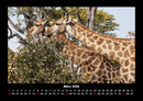Giraffen Fotokalender 2026 - 3