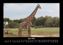 Giraffen Fotokalender 2026 - 4
