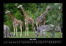 Giraffen Fotokalender 2026 - 5