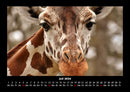 Giraffen Fotokalender 2026 - 7