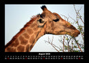 Giraffen Fotokalender 2026 - 8