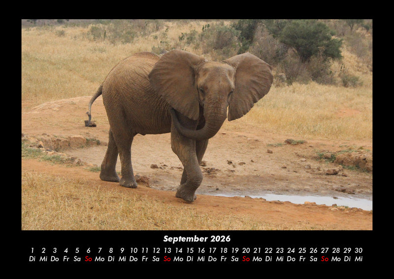 Der Elefantenkalender Fotokalender 2026 - 9