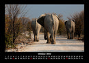 Der Elefantenkalender Fotokalender 2026 - 10