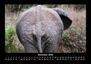 Der Elefantenkalender Fotokalender 2026 - 12