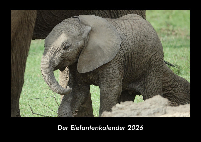 Der Elefantenkalender Fotokalender 2026 - Hauptbild