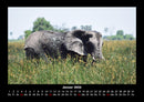 Der Elefantenkalender Fotokalender 2026 - 1