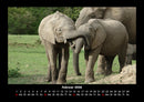 Der Elefantenkalender Fotokalender 2026 - 2