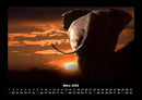 Der Elefantenkalender Fotokalender 2026 - 3