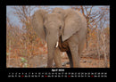 Der Elefantenkalender Fotokalender 2026 - 4