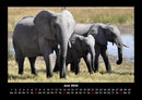 Der Elefantenkalender Fotokalender 2026 - 6