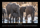 Der Elefantenkalender Fotokalender 2026 - 7