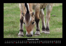 Die Welt der Pferde Fotokalender 2026 - 9